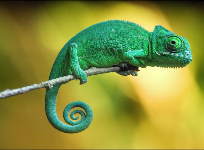 Wallpaper chameleon, 4k, Animals 5963213101